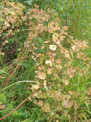 photo of Wood Spurge