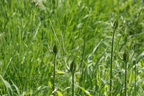 photo of Teasel