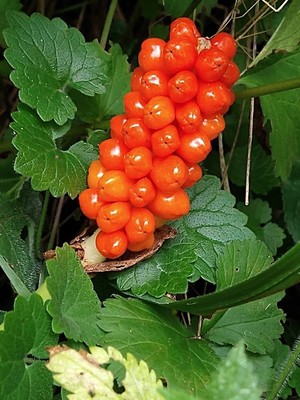 photo of Italian Arum