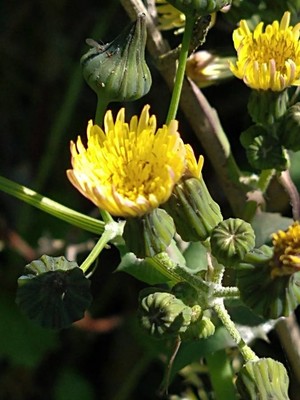 photo of Smooth Sow Thistle