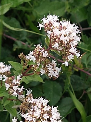 photo of Wild Marjoram