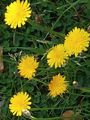 photo of Common Cat's Ear