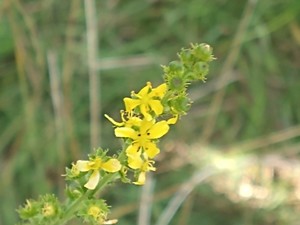 photo of Agrimony