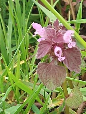 photo of Red Dead Nettle