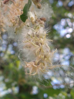 photo of Rusty Sallow