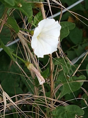 photo of Hedge Bindweed