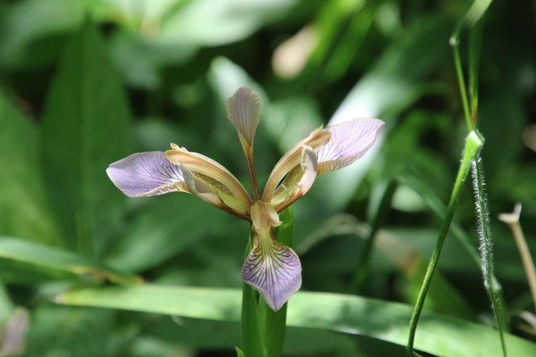 photo of Stinking Iris