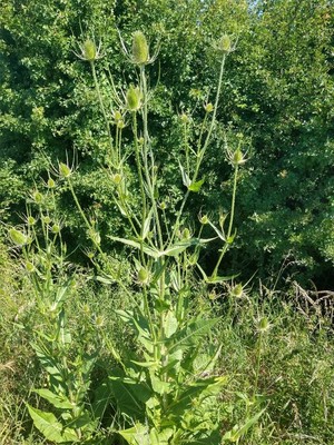 photo of Teasel