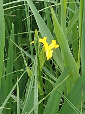 photo of Yellow Iris