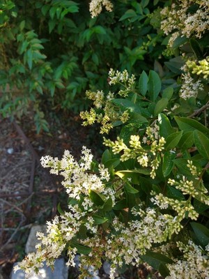 photo of Wild Privet