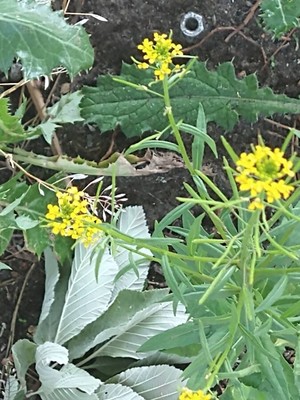 photo of Treacle Mustard