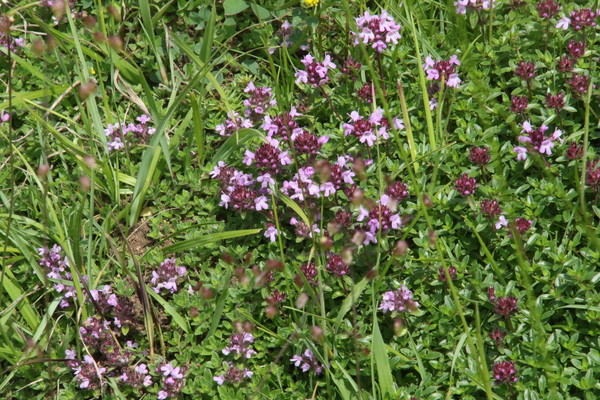 photo of Wild Thyme
