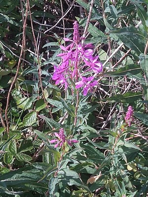 photo of Rosebay Willowherb