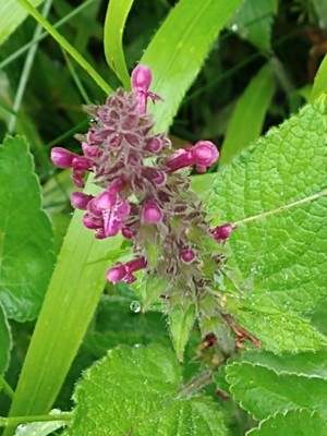 photo of Hedge Woundwort