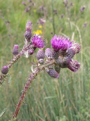 photo of Marsh Thistle