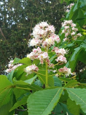 photo of Horse Chestnut