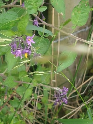 photo of Bittersweet