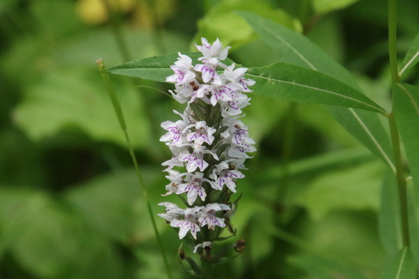 photo of Common Spotted Orchid