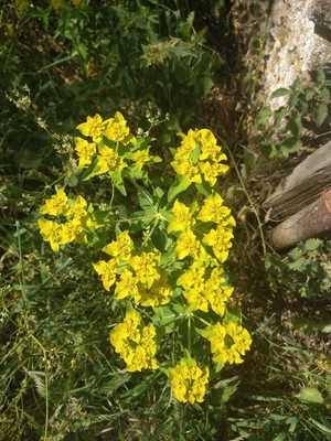 photo of Balkan Spurge