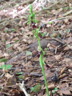 photo of Fly Orchid