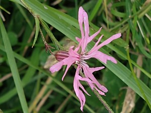 photo of Ragged Robin
