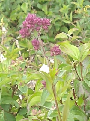 photo of Wild Marjoram