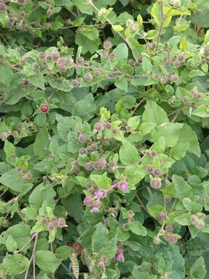 photo of Lesser Burdock
