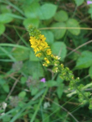 photo of Agrimony