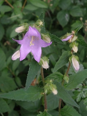 photo of Nettle Leaved Bellflower