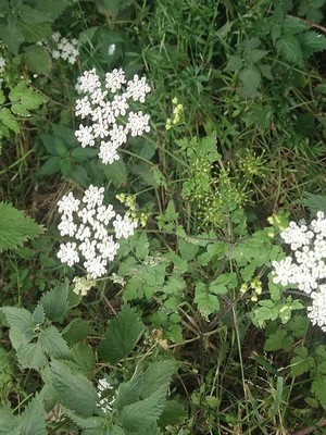 photo of Rough Chervil