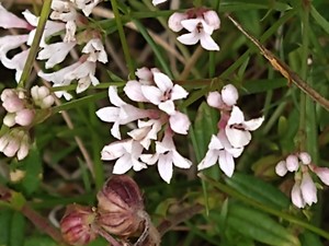 photo of Sqinancywort