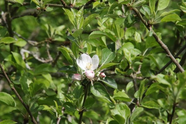 photo of Crab Apple