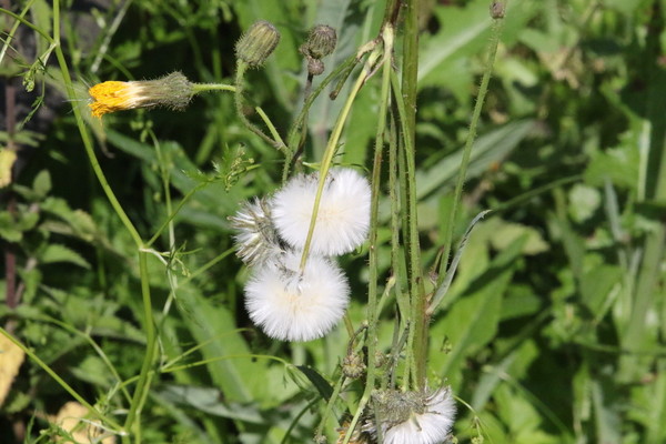 photo of Perennial Sow Thistle