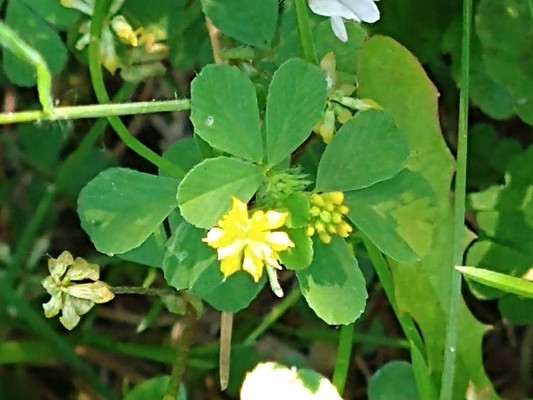 photo of Lesser Trefoil
