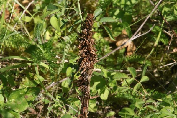 photo of Knapweed Broomrape