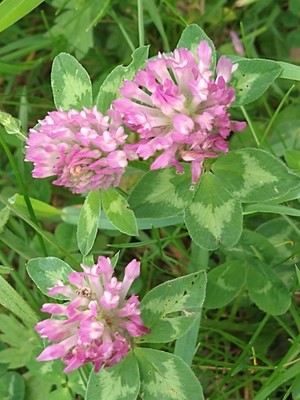 photo of Red Clover