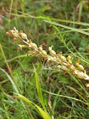 photo of Common Twayblade