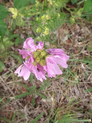 photo of Greater Musk Mallow