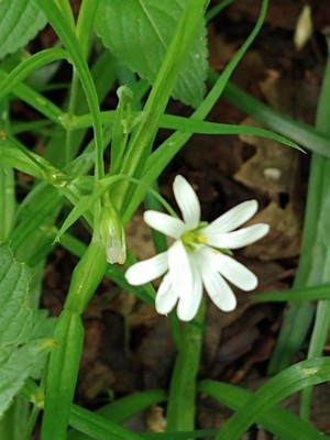 photo of Greater Stitchwort