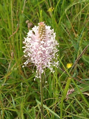 photo of Hoary Plantain