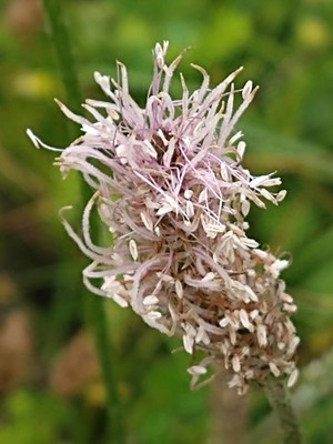 photo of Hoary Plantain