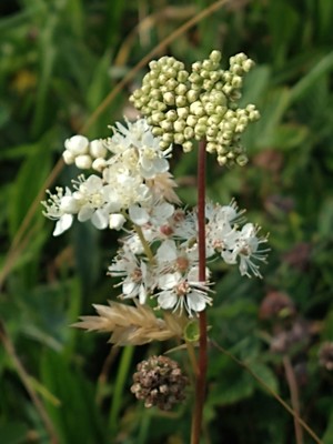 photo of Meadowsweet