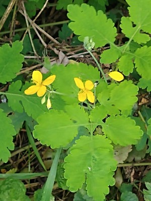 photo of Greater Celandine