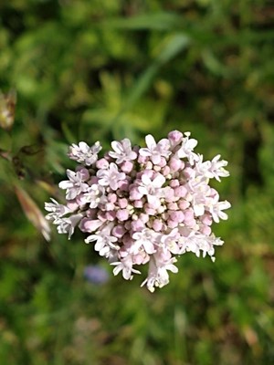 photo of Marsh Valerian