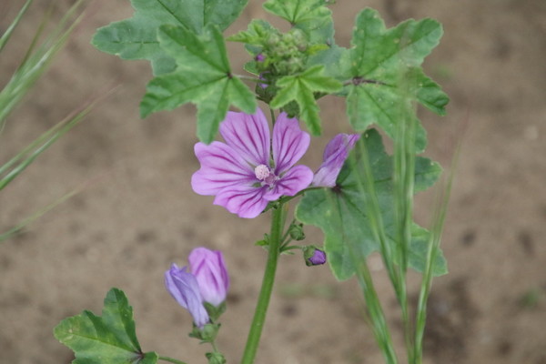 photo of Common Mallow