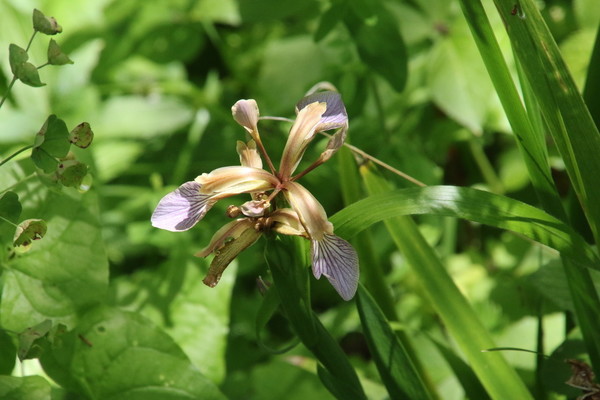 photo of Stinking Iris