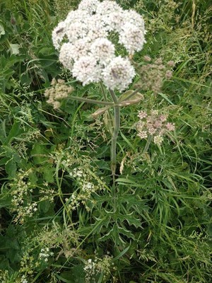 photo of Hogweed