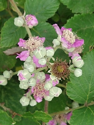 photo of Elm Leaved Bramble