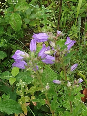 photo of Nettle Leaved Bellflower