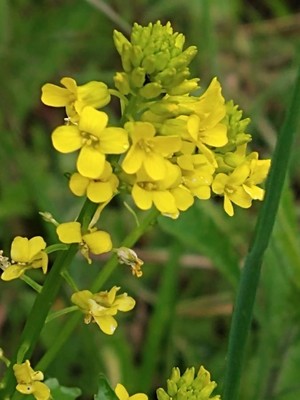 photo of Common Winter Cress
